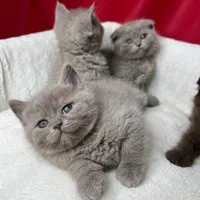 مرکز خرید گربه اسکاتیش و بریتیش شورت هیر