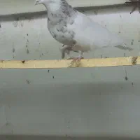 طوقی هفت رنگ طوقی آجری|پرنده|فرخ‌شهر, |دیوار