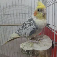 عروس هلندی دستی