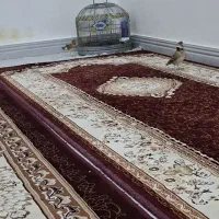 سهره قناری شیرازی|پرنده|کارون, |دیوار