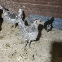 مرغ و خروس طوسی و سوزنی|حیوانات مزرعه|اصفهان, امینآباد|دیوار