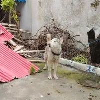 سگ هاسکی ماده