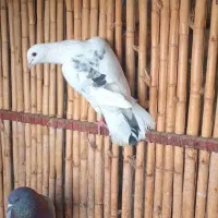 کبوتر نر مخصوص بازی|پرنده|بندر ترکمن, |دیوار