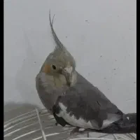 عروس هلندی|پرنده|گرگان, |دیوار