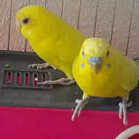 دو جفت مرغ عشق|پرنده|اصفهان, فروردین|دیوار