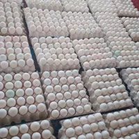 تخم نطفه دار اردک و نمایندگی دستگاه جوجه کشی