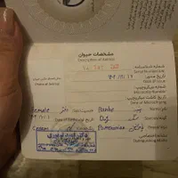 واگذاری سگ پامرین|سگ|کرج, گوهردشت|دیوار