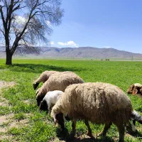 میش بره دار