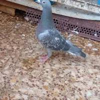 کفتر|پرنده|اهواز, شهرک برق|دیوار