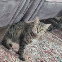 گربه