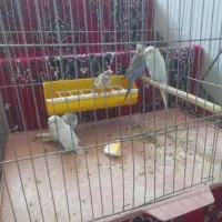 مرغ عشق فنچ