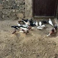 300|پرنده|پلدشت, |دیوار