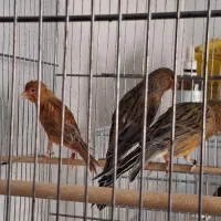 قناری سرخ سوپر.دارچینی|پرنده|شیراز, سینما سعدی|دیوار