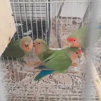 عروس کوتوله