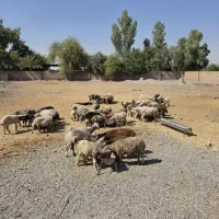 ۹۰تاگوسفندمیش‌وبره