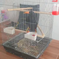 مینا اروپایی