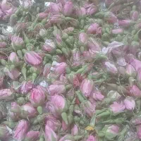 گل تازه