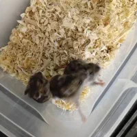 فروش همستر رو روسکی