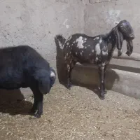 شیشک جوان به شرط چاق وسرک دار