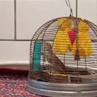 سهره خاکی و گلبسر|پرنده|کرمان, |دیوار