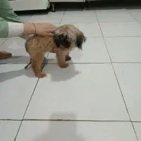 شیتزوعروسکی ماده سایز تیکاپ و پامر جهت جفتگیری|سگ|مشهد, آزادشهر|دیوار