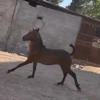 اسب