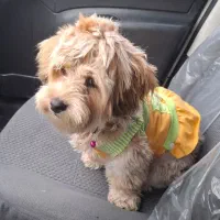 واگذاری سگ شیتزو