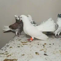 کبوتر فروشی