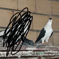 کفتر ساده سیاه کاکلی پرشی