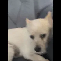 گمشده|حیوانات|اصفهان, پارک مشتاق|دیوار