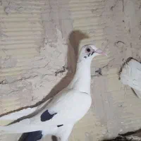 رنگه آلمانی
