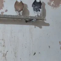 طوقی و ساده کاکل