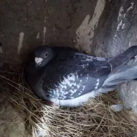 کبوتر پلاگی