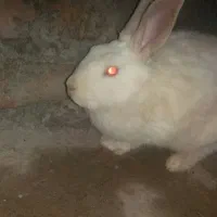 خرگوش خوشگل