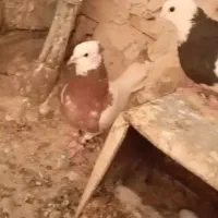 طوقی جفتگاه وپرشی به شرط