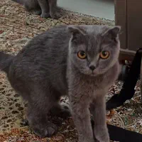 گربه اسکاتیش فولد اصل ماده چشم نارنجی