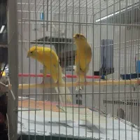 قناری|پرنده|مشهد, رضاییه|دیوار