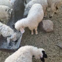 بره نر|حیوانات مزرعه|بلوک, |دیوار