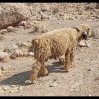 بره قوچی|حیوانات مزرعه|مرودشت, نقش رستم|دیوار