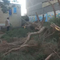 خرید چوب