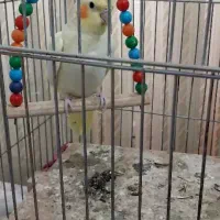 عروس هلندی|پرنده|طسوج, |دیوار