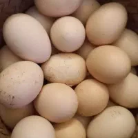 تخم مرغ عربی شرط نطفه دار