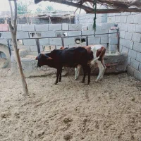۲راس گوساله مناسب
