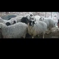 فروش فوری میش بدون بره|حیوانات مزرعه|بردسیر, |دیوار