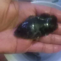 ماهی اسکار تایگر