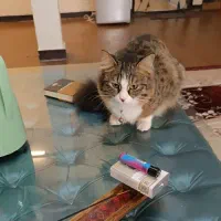 واگذار گربه|گربه|بندر ماهشهر, |دیوار