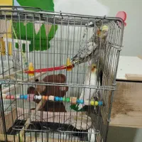 فروش عروس هلندی