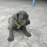 واگذاری سگ کنکرسو اصل ایتالیا