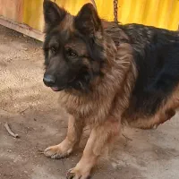 سگ ژرمن شپر نر و ماده