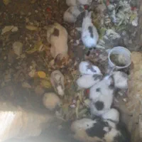 خرگوش